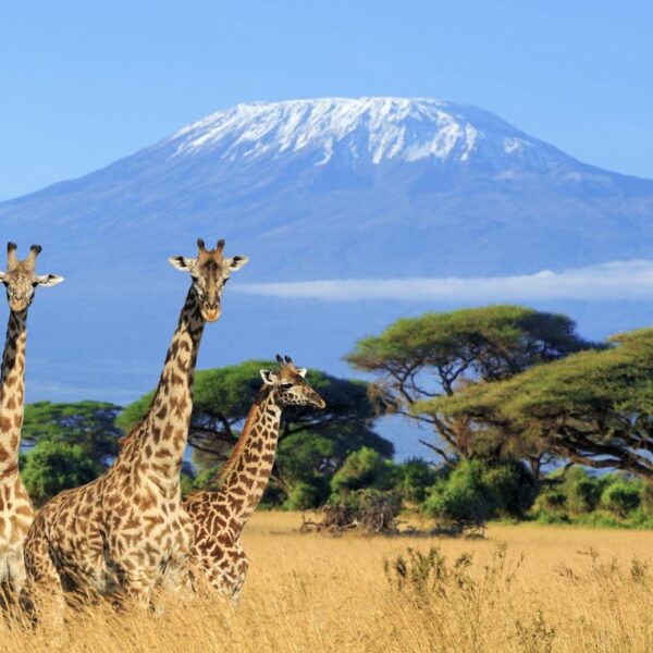 Kenya Entry Requirements For Americans: The Easy Guide